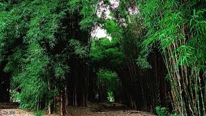 Hutan Bambu Keputih